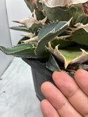 Agave titanota SAD子株④(南アフリカ血統）抜き苗発送