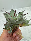 Agave 激怒之舞(No.19)子株①(Lize血統) 抜き苗発送