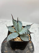 Agave 激怒之舞(No.？)子株③(Lize血統) 抜き苗発送