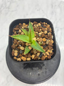 Agave ホリササ(No.27)子株③(Lize血統) 抜き苗発送