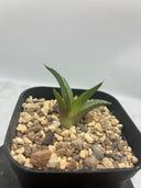 Agave ホリササ(No.7)子株(Lize血統) 抜き苗発送
