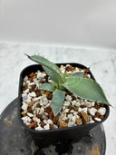 Agave 甲蟹x屈原(No.？)子株⑤(Lize血統) 抜き苗発送