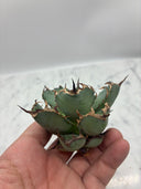 Agave titanota 黒鯨子株(Lize血統) 未発根発送