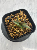 Agave ホリササ(No.18)子株(Lize血統) 抜き苗発送