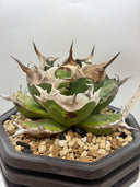 Agave titanota 緑煌子株(Lize産) 抜き苗発送（緑煌タグ付き