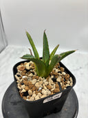 Agave ホリササ(No.17)子株②(Lize血統) 抜き苗発送