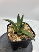 Agave ホリササ(No.21)子株(Lize血統) 抜き苗発送