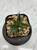 Agave ホリササ(No.46)子株(Lize血統) 抜き苗発送