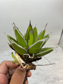 Agave ホリササ(No.4)(Lize血統) 抜き苗発送