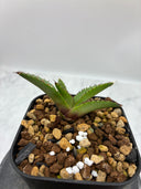 Agave ホリササ(No.？)子株①(Lize血統) 抜き苗発送
