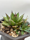 Agave ホリササ(No.70)親株（子株つき）(Lize血統) 抜き苗発送