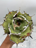Agave titanota 鳳凰(Lize産) ベアルート