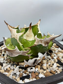 Agave titanota 白犀牛子株（Lize血統）抜き苗発送