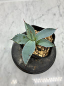 Agave 激怒之舞(No.53)子株①(Lize血統) 抜き苗発送