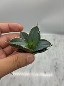 Agave titanota 白火焔子株②(Lize血統)　抜き苗発送