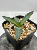 Agave 特選萬代厳龍子株(Lize血統) 抜き苗発送