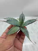 Agave 甲蟹x屈原(No.31)子株⑤(Lize血統) ベアルート発送