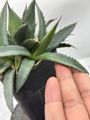 Agave 甲蟹x笹之雪子株②(Lize血統) 抜き苗発送