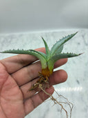 Agave 甲蟹x屈原(No.31)子株①(Lize血統) ベアルート発送