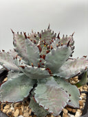 Agave 瀧之白絲x血雨雷神子株　(Lize血統) 抜き苗発送