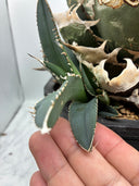 Agave titanota SAD子株①(南アフリカ血統）抜き苗発送