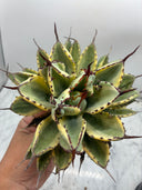 Agave キュービック黄覆輪（台湾産）　抜き苗発送