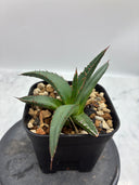 Agave ホリササ(No.11)子株(Lize血統) 抜き苗発送