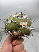 Agave titanota 鳳凰(Lize産) ベアルート