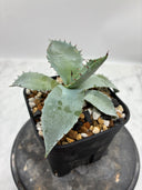 Agave 激怒之舞(No.42)子株(Lize血統) 抜き苗発送