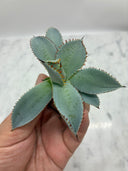 Agave 甲蟹x屈原(No.28)子株②(Lize血統) ベアルート発送