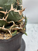 Agave titanota 白鯨子株④(Lize血統）抜き苗発送
