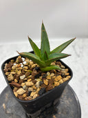 Agave ホリササ(No.？)子株②(Lize血統) 抜き苗発送