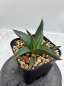 Agave ホリササ子株②(No.2)(Lize血統) 抜き苗発送