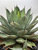 【Indoor Jungle Issue n°11掲載株】Agave 甲蟹x笹之雪子株①　(Lize血統) 抜き苗発送