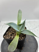Agave パライシ子株（Lize血統）抜き苗発送