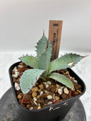【Indoor Jungle Issue n°11掲載株】激怒之舞子株（No.54) Lize血統 抜き苗発送
