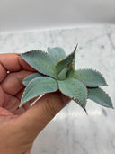 Agave 甲蟹x屈原(No.28)子株②(Lize血統) ベアルート発送