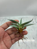 Agave 甲蟹x屈原(No.31)子株②(Lize血統) ベアルート発送