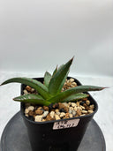 Agave ホリササ(No.11)子株(Lize血統) 抜き苗発送