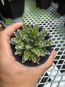 Agave 姫笹之雪子株　抜き苗発送