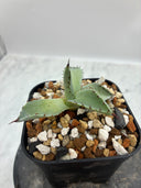 Agave 激怒之舞(No.？)子株⑥(Lize血統) 抜き苗発送