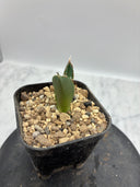 Agave titanota SAD子株③(Lize血統）抜き苗発送