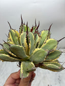 Agave キュービック黄覆輪（台湾産）　抜き苗発送