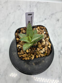 Agave titanota フィリグリー子株①(Lize血統）抜き苗発送