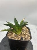 Agave ホリササ(No.12)子株①(Lize血統) 抜き苗発送