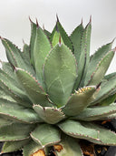 【Indoor Jungle Issue n°11掲載株】Agave 甲蟹x笹之雪子株①　(Lize血統) 抜き苗発送