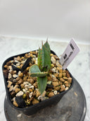 Agave titanota 緑煌子株(Lize産) 抜き苗発送（緑煌タグ付き