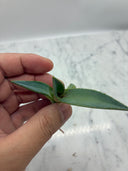 Agave黒火焔x血雨雷神(Lize血統) 抜き苗発送