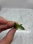 Agave titanota 大白鯊子株②(Lize血統) 抜き苗発送