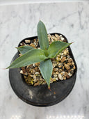 【Indoor Jungle Issue n°11掲載株】甲蟹X瀧之白絲 子株②（Lize血統）抜き苗発送